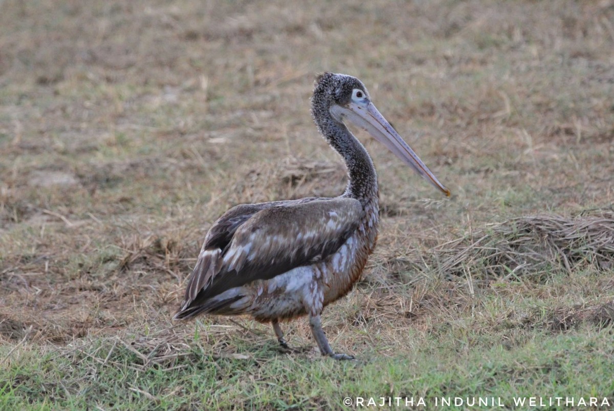 Pelecanus philippensis Gmelin, 1789